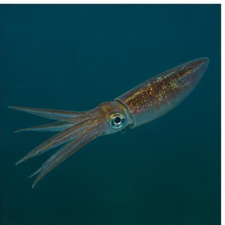 Arrow Squid habitat