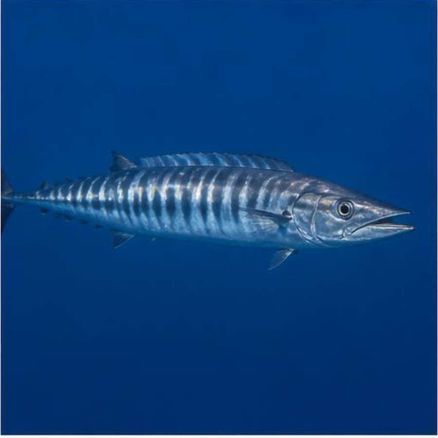 Wahoo habitat
