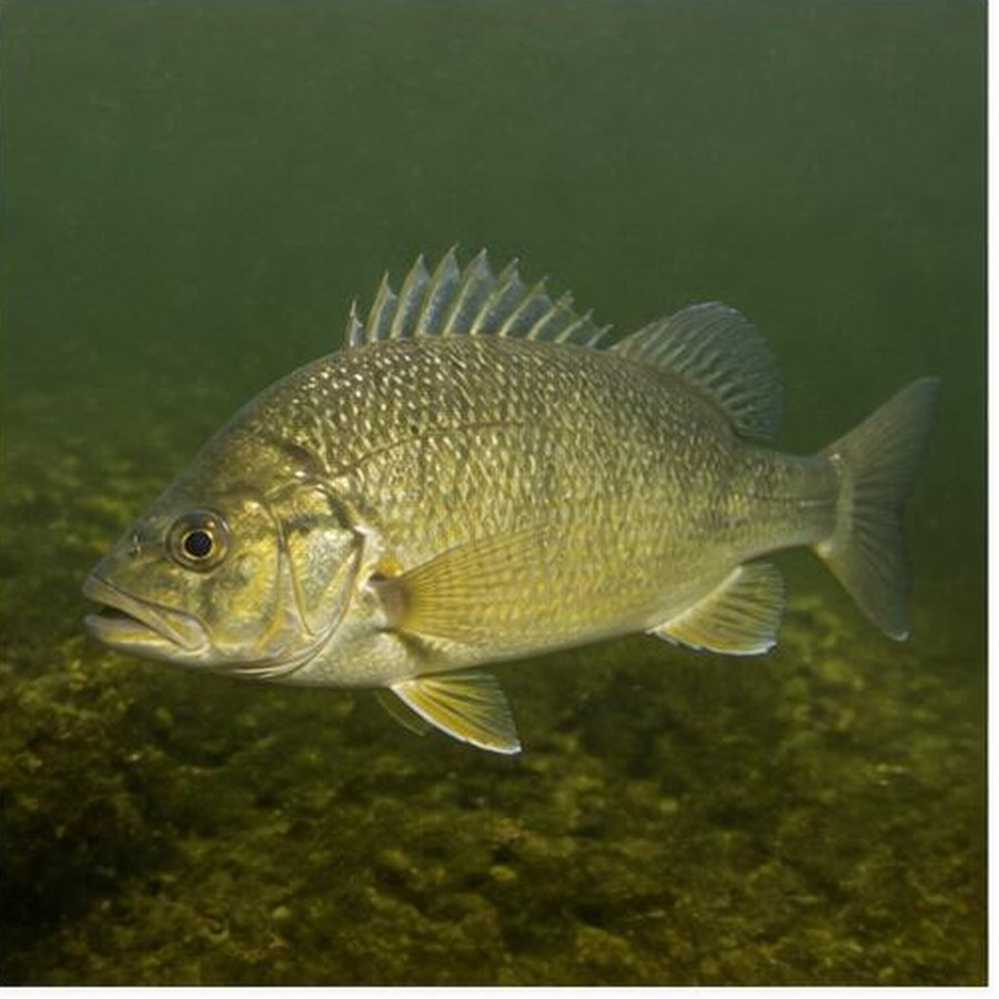 Golden Perch habitat