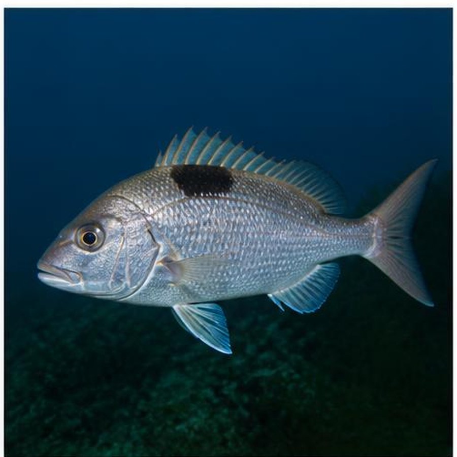 Saddletail Snapper habitat