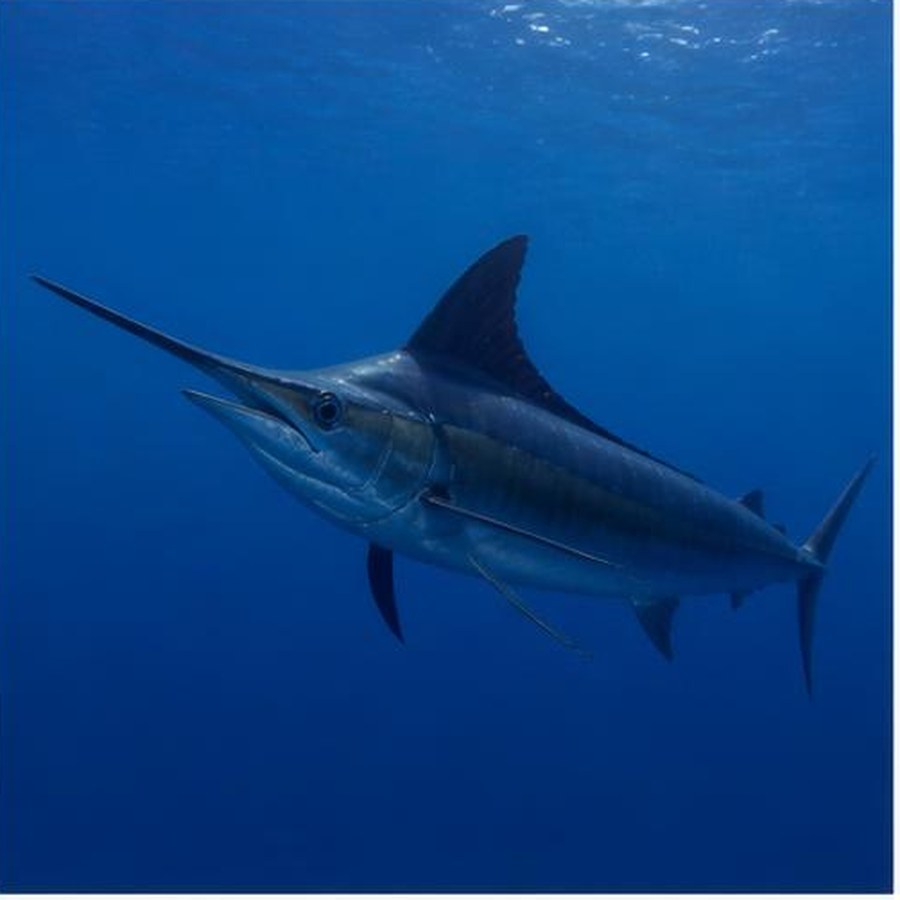 Black Marlin habitat