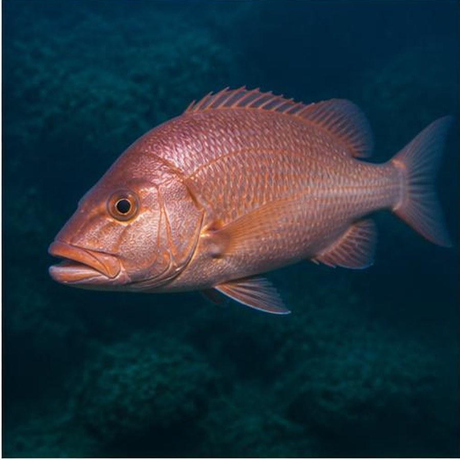 Red Emperor habitat