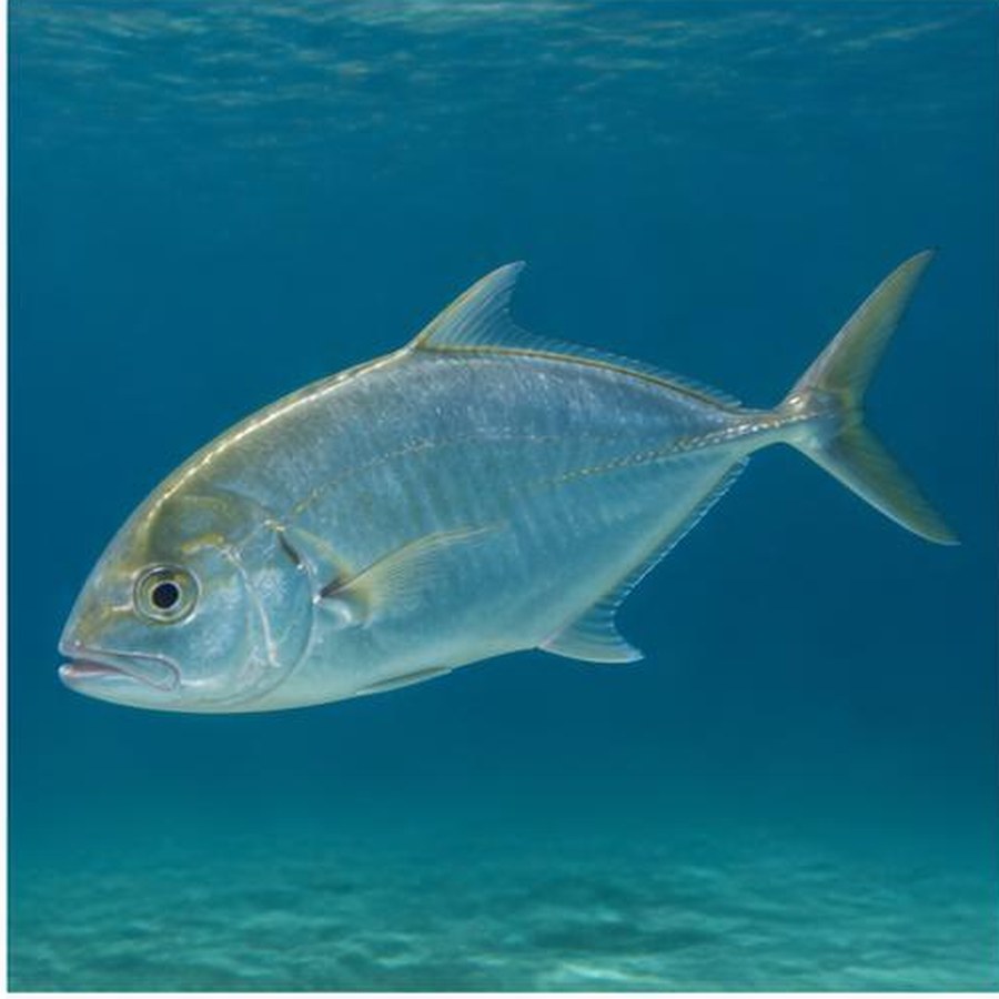 Queenfish habitat