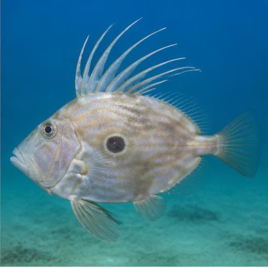 John Dory habitat