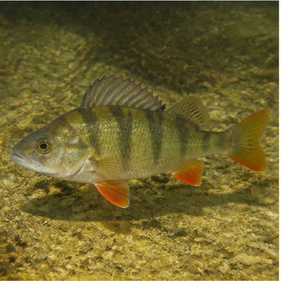 Redfin Perch habitat