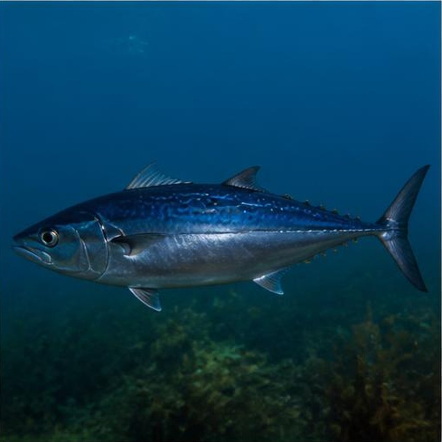 Mackerel Tuna habitat