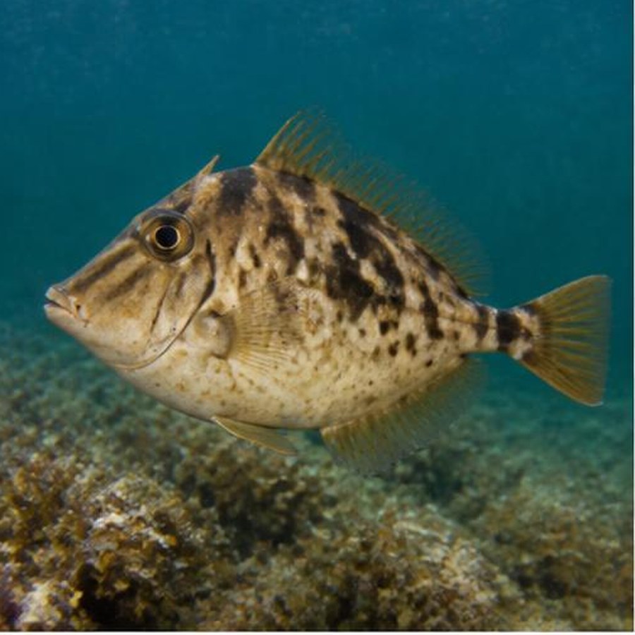 Leatherjacket habitat