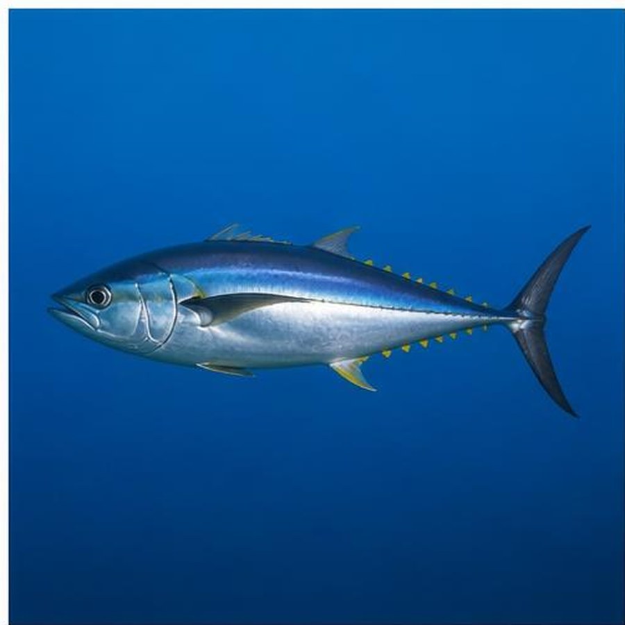 Longtail Tuna habitat