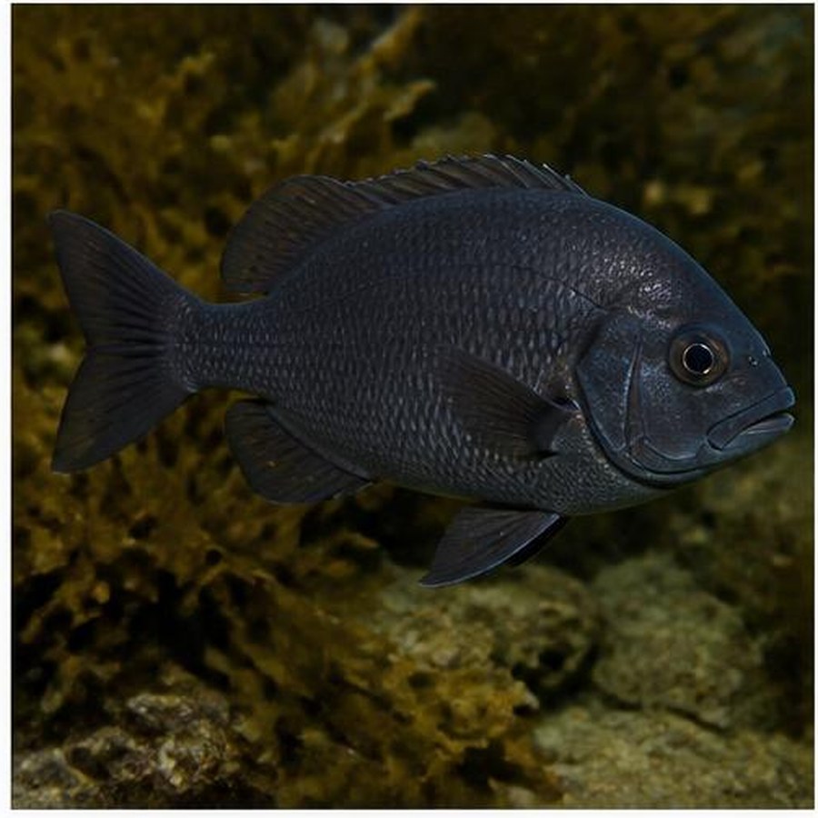 Rock Blackfish habitat