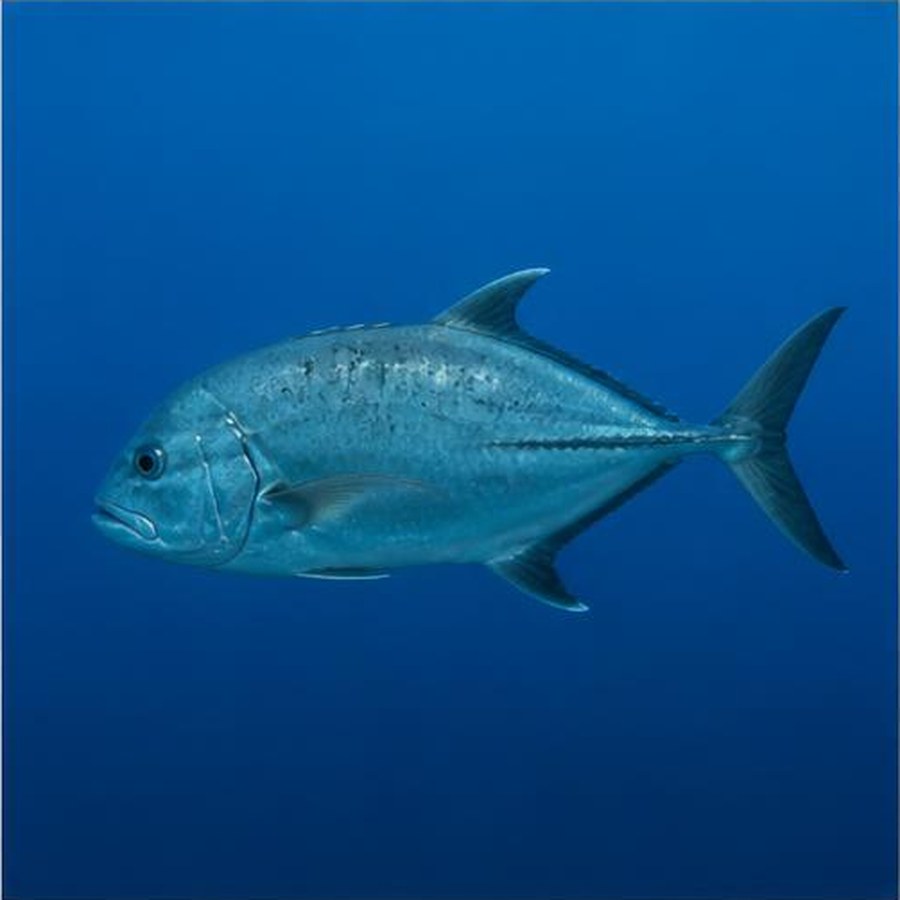 Giant Trevally habitat