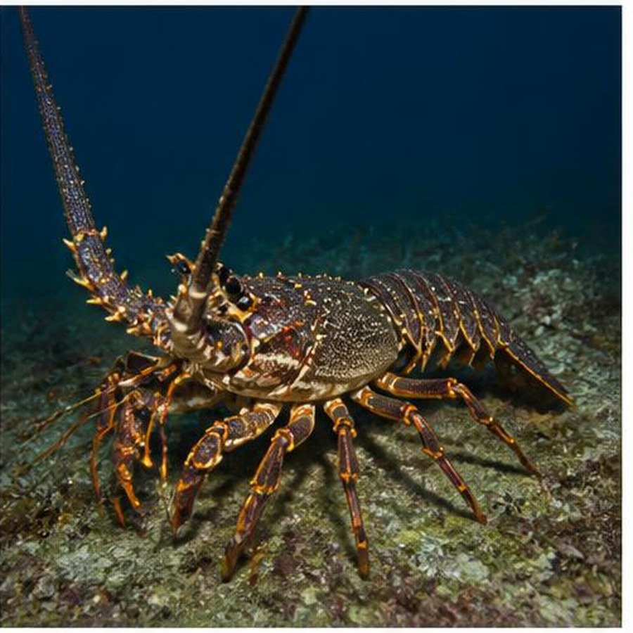 Western Rock Lobster habitat