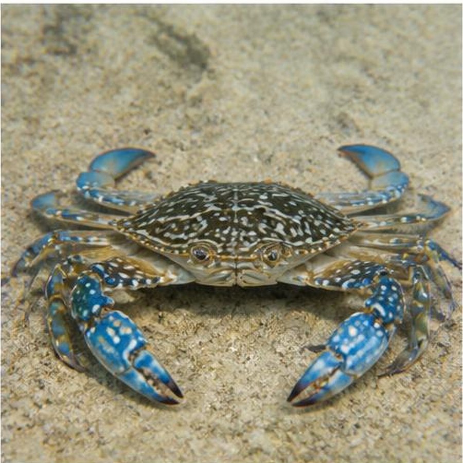 Blue Swimmer Crab habitat