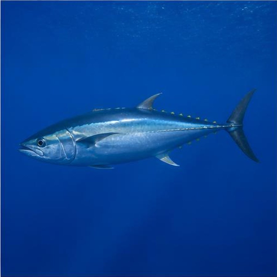 Southern Bluefin Tuna habitat