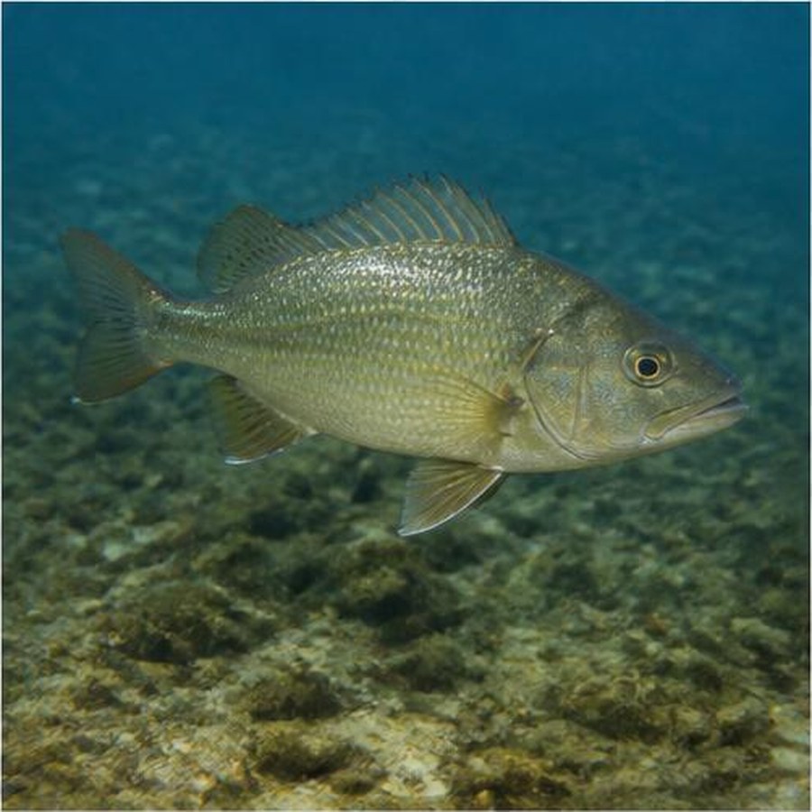 Estuary Perch habitat