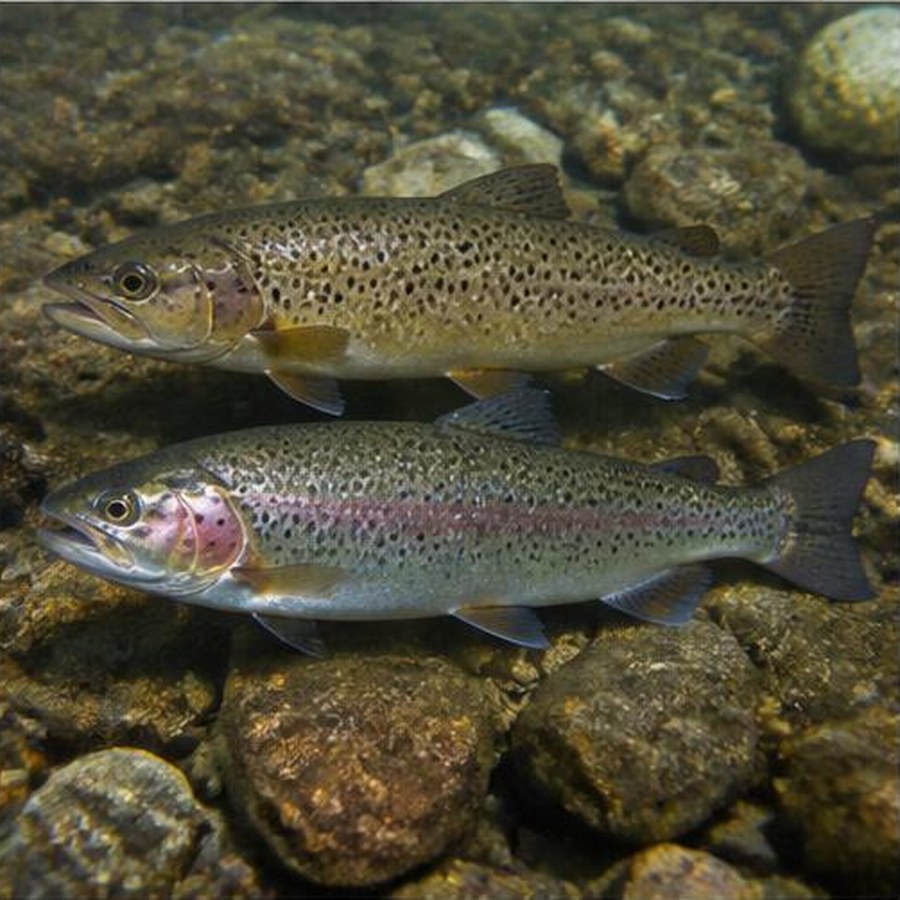 Brown & Rainbow Trout habitat