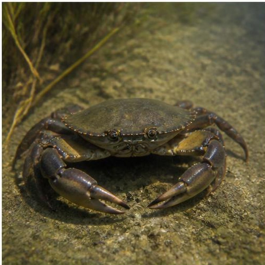 Mud Crab habitat