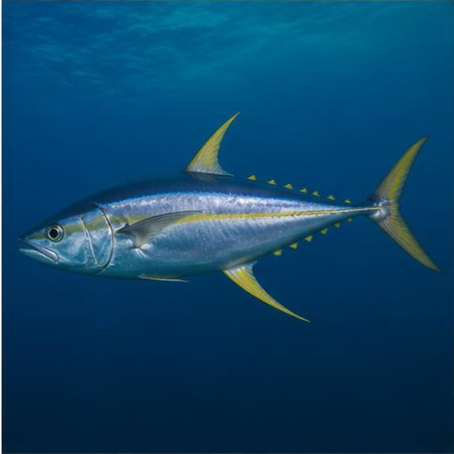 Yellowfin Tuna habitat