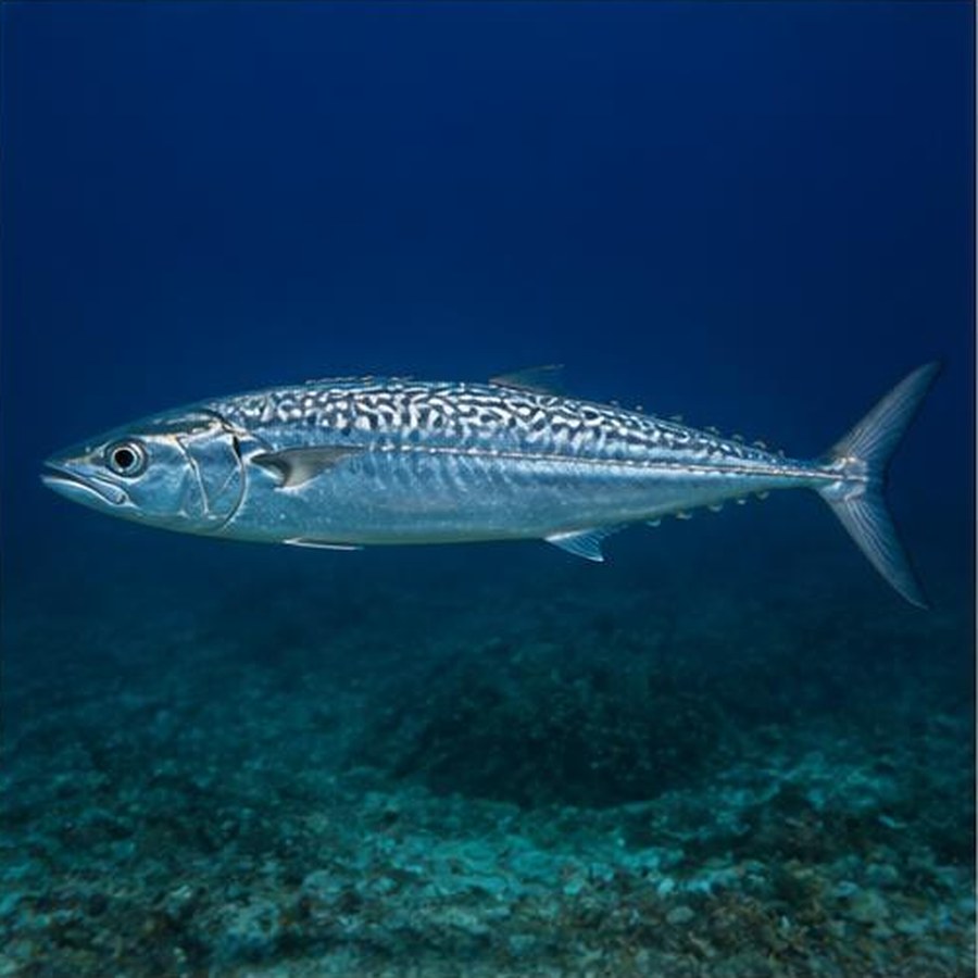 Grey Mackerel habitat