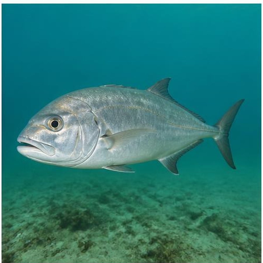 Samson Fish habitat