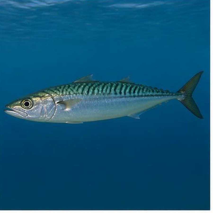 Slimy Mackerel habitat
