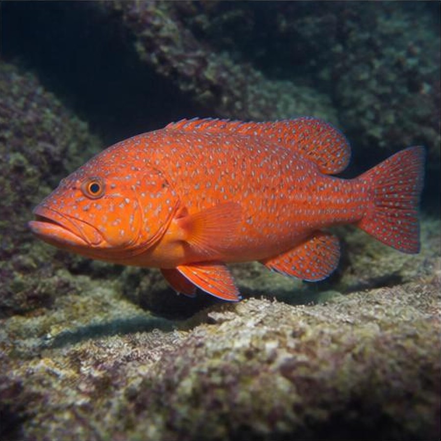 Coral Trout habitat
