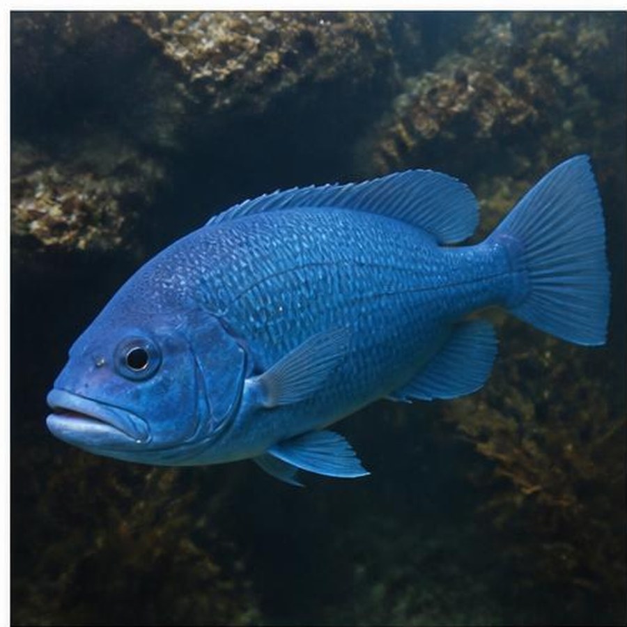 Eastern Blue Groper habitat