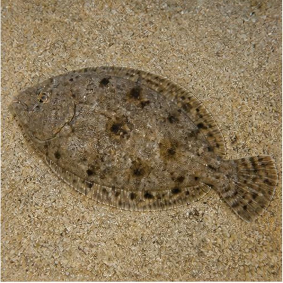 Southern Flounder habitat