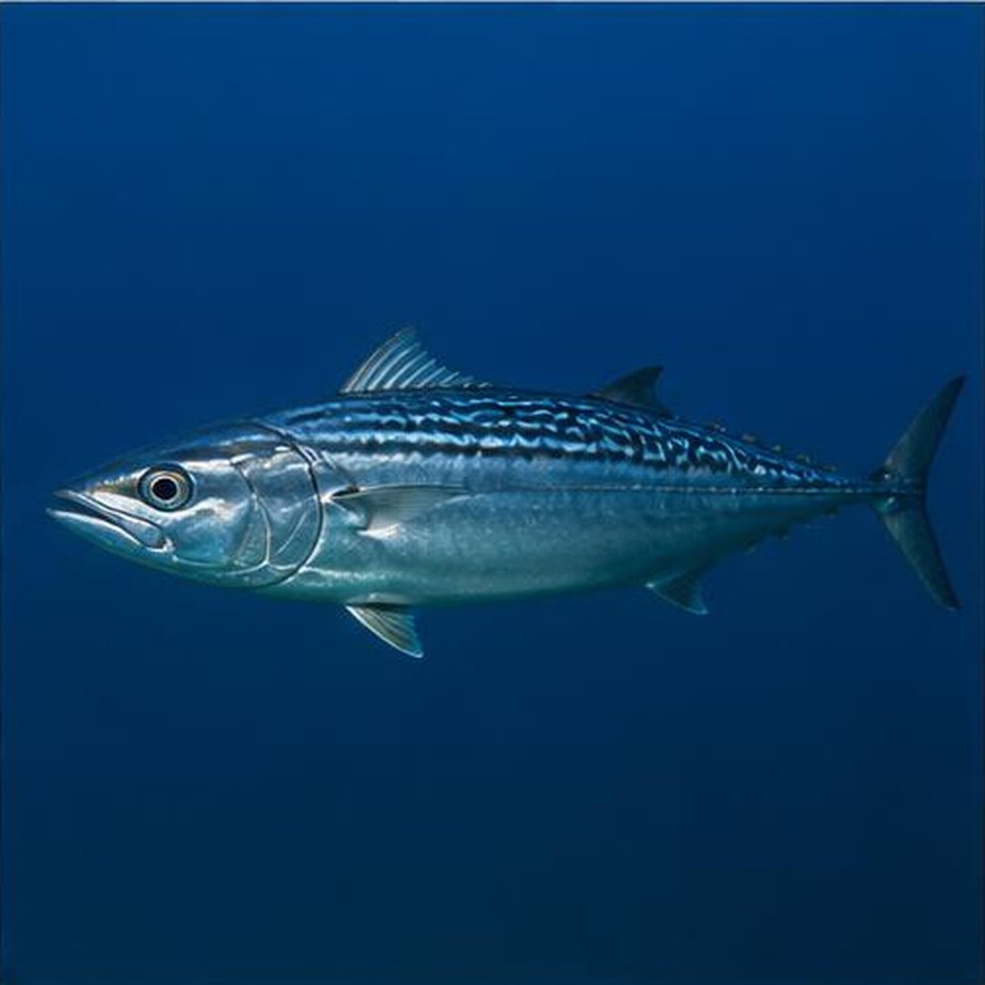 Australian Bonito habitat