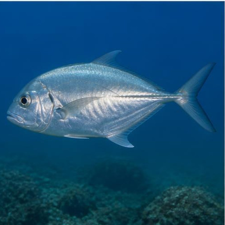 Bigeye Trevally habitat