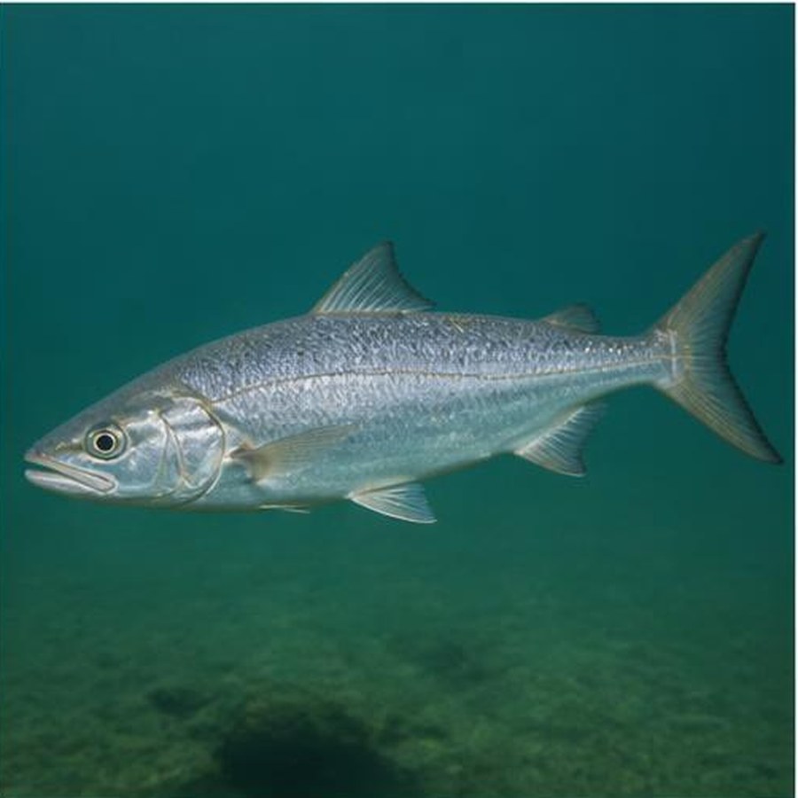 Australian Salmon habitat