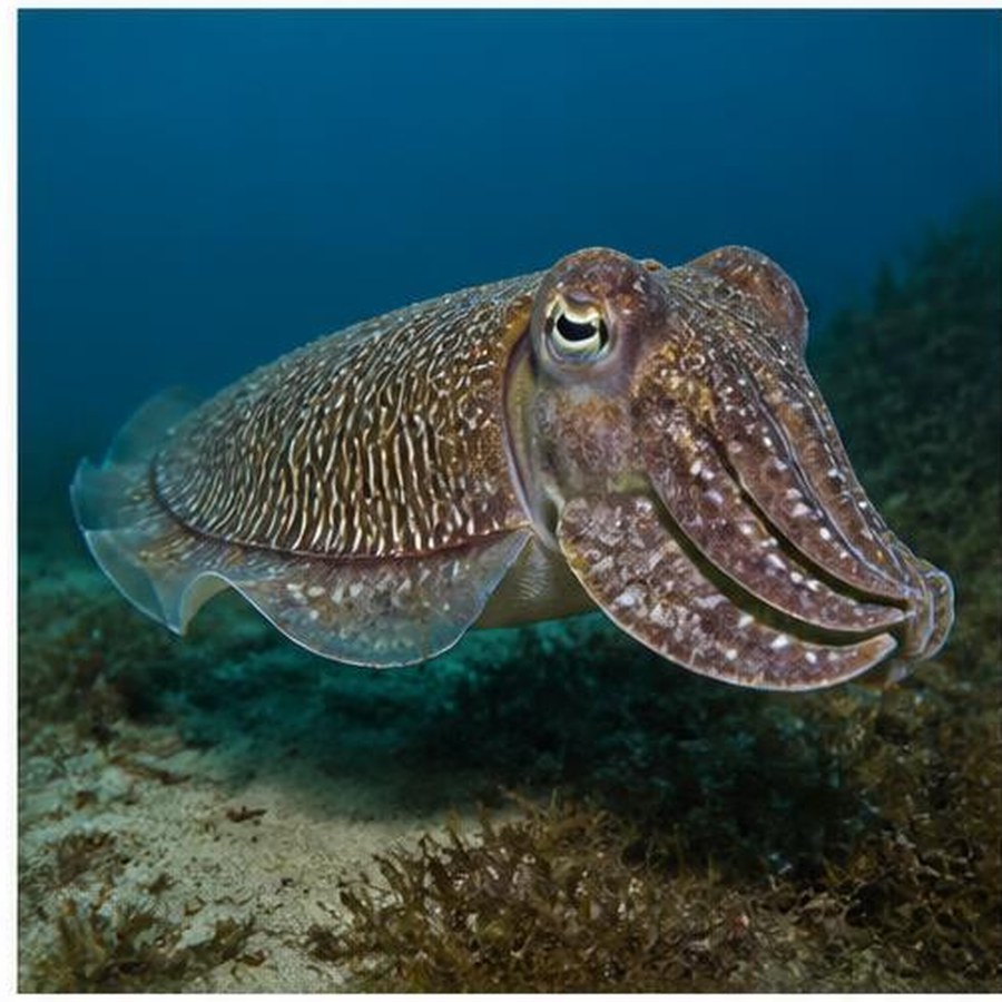 Giant Australian Cuttlefish habitat