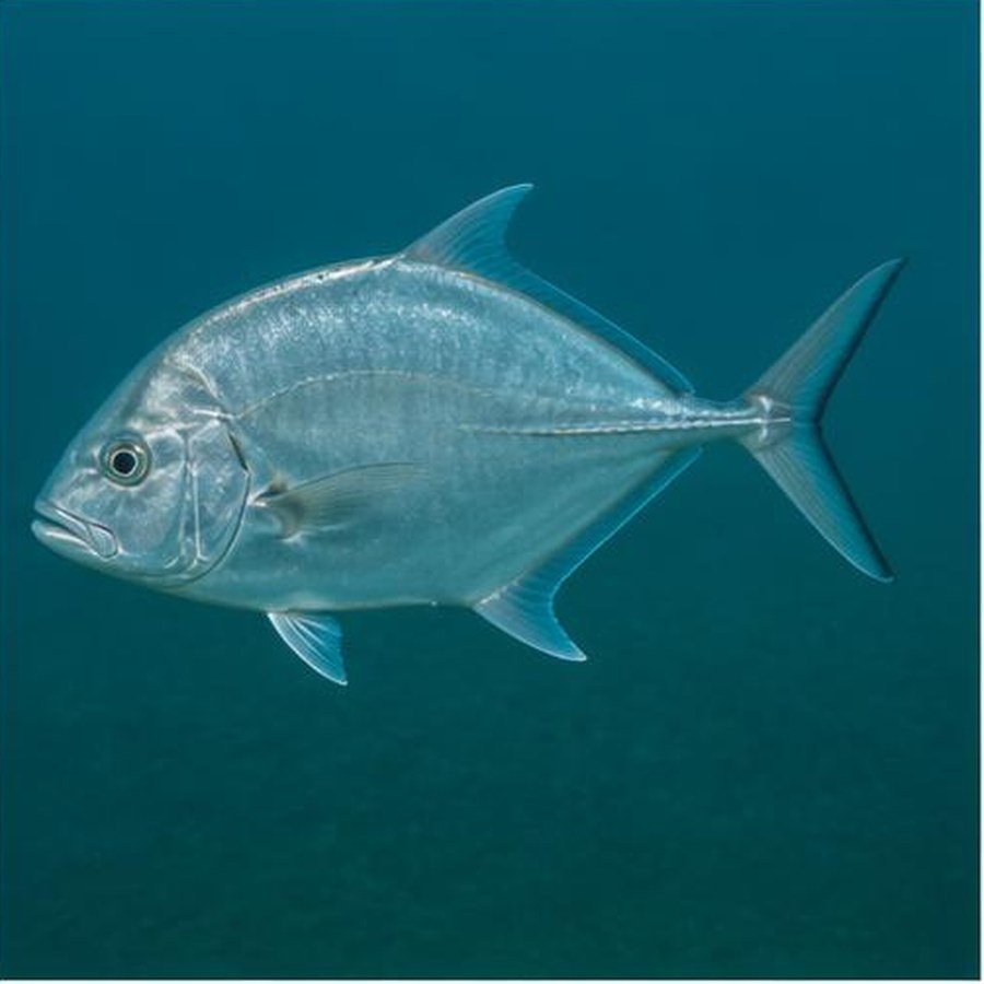 Silver Trevally habitat
