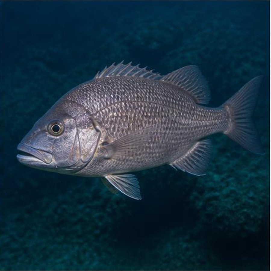 West Australian Dhufish habitat