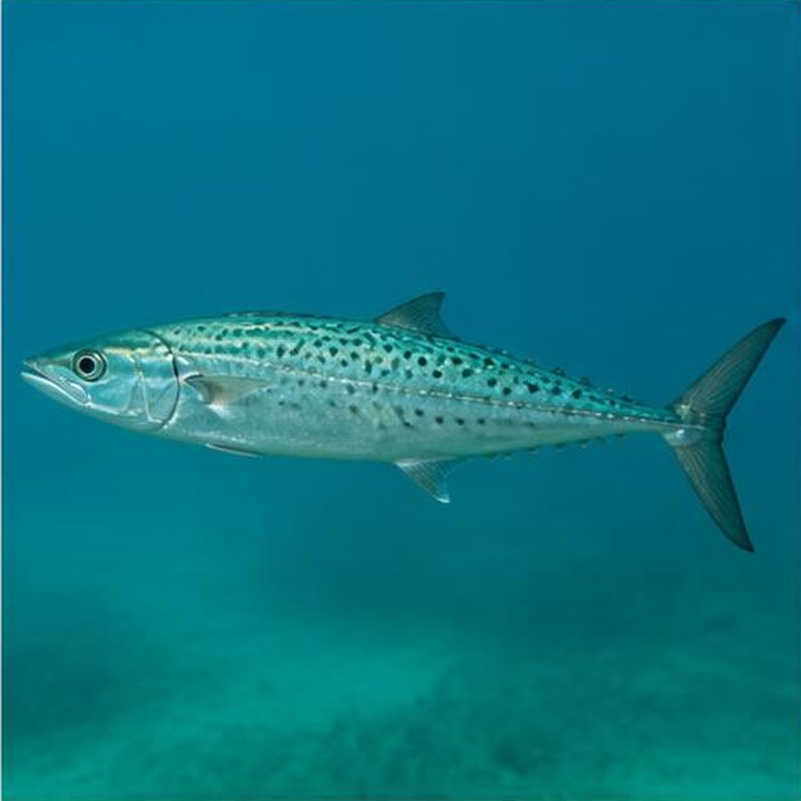 Spotted Mackerel habitat
