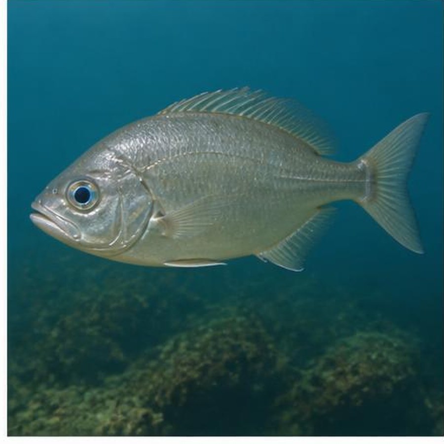 Blue-Eye Trevalla habitat
