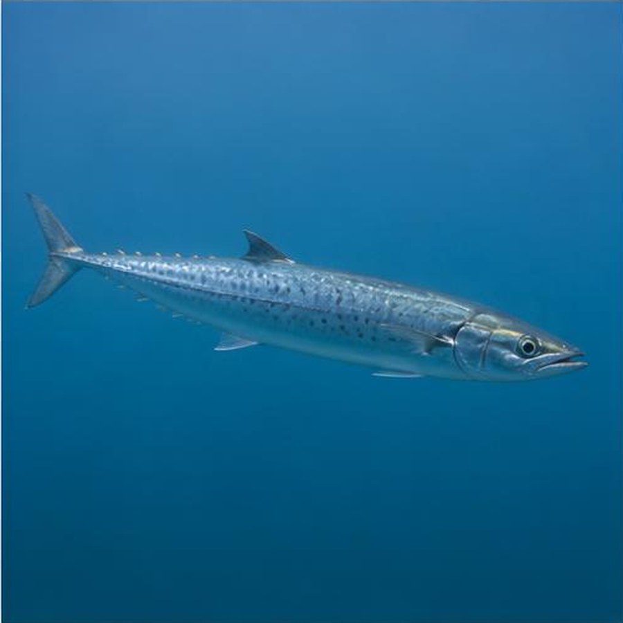 Spanish Mackerel habitat