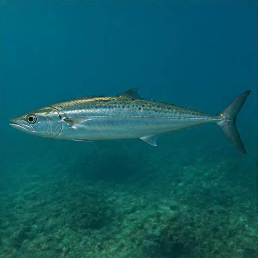 School Mackerel habitat