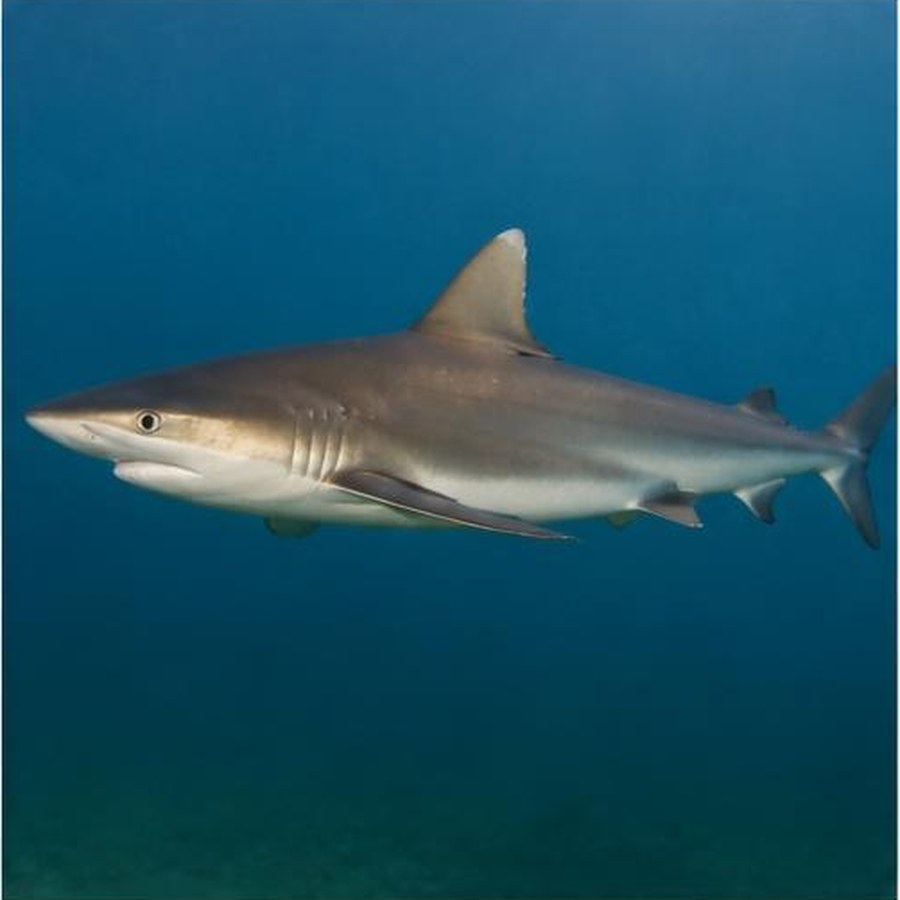 Bronze Whaler habitat