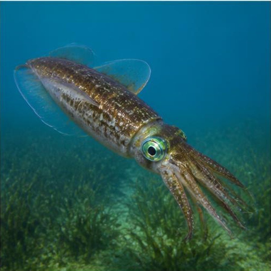 Southern Calamari habitat