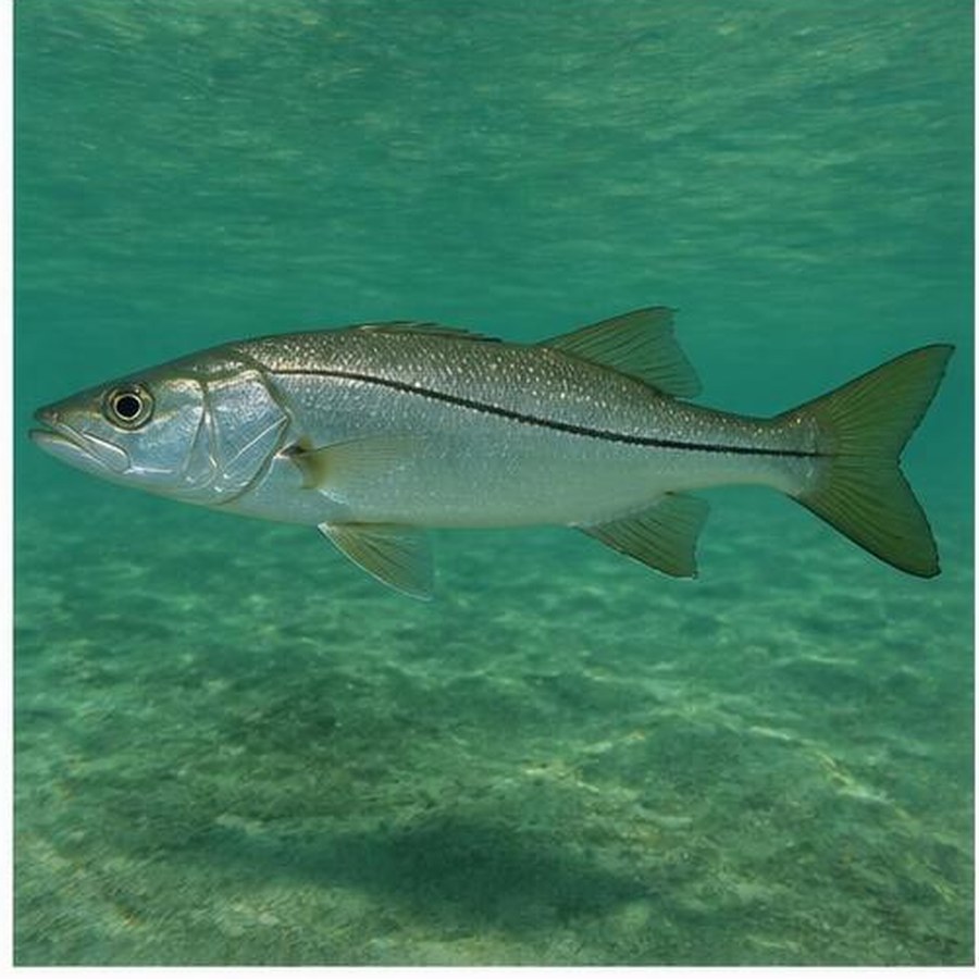 Snook habitat