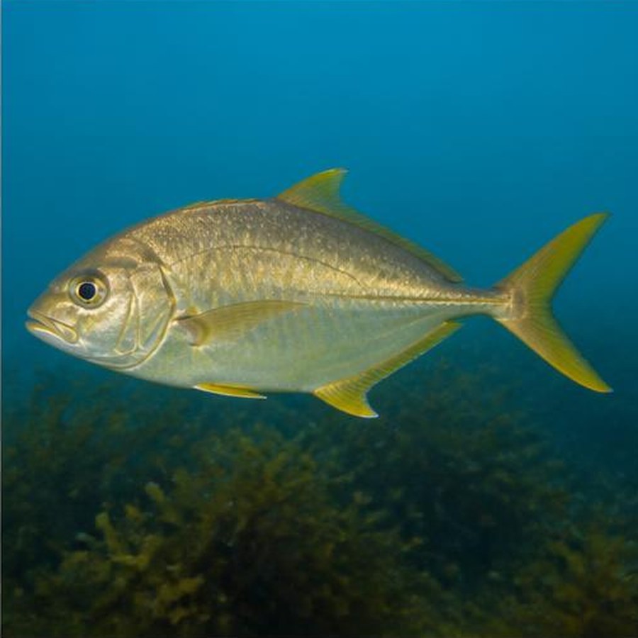 Golden Trevally habitat