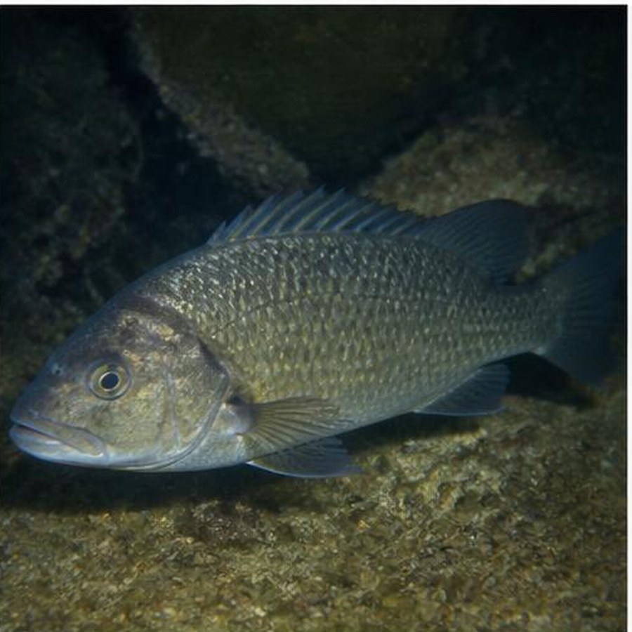 Sooty Grunter habitat