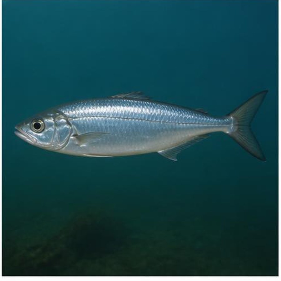 Giant Herring habitat
