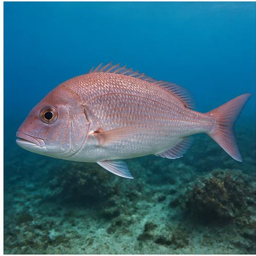 Pink Snapper habitat