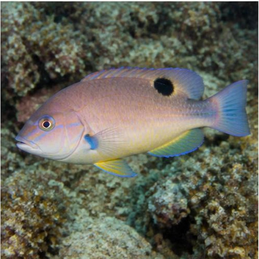Blackspot Tuskfish habitat