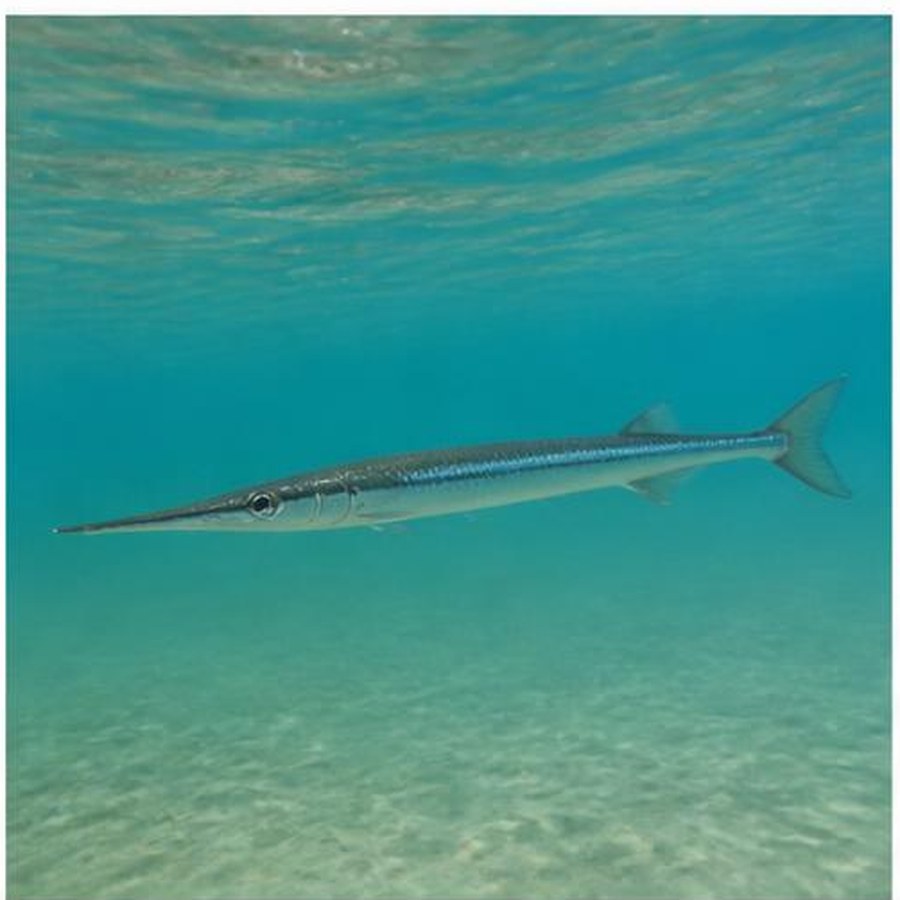 Southern Garfish habitat