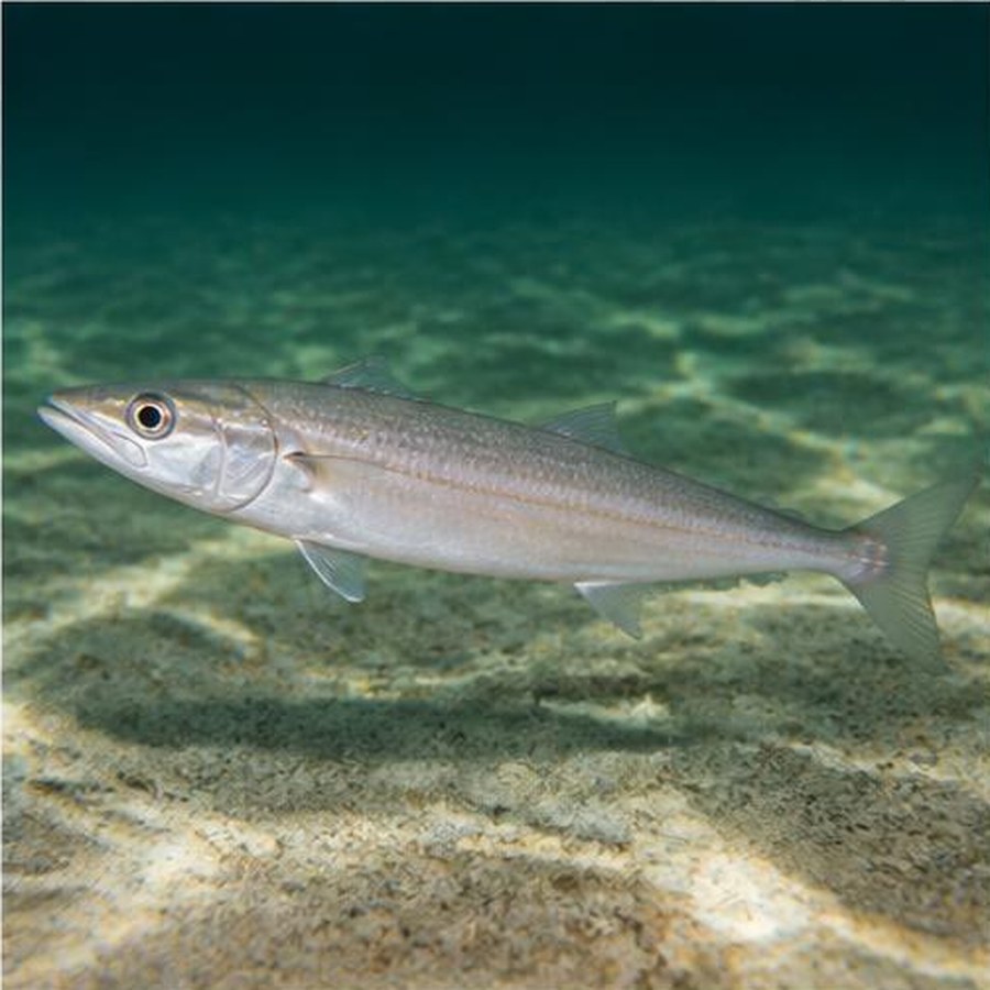 Trumpeter Whiting habitat