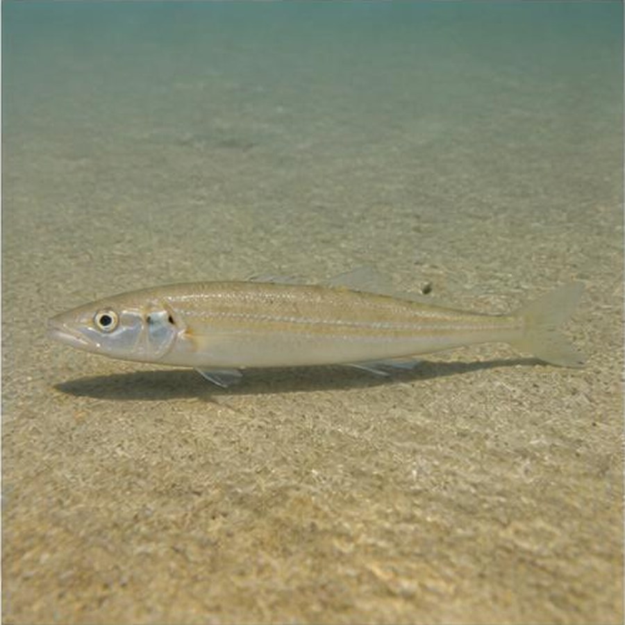 Sand Whiting habitat