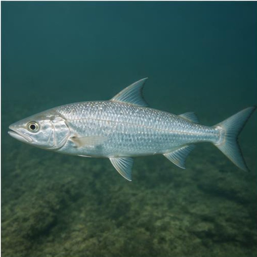 King Threadfin Salmon habitat